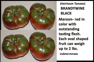 Tomato 'Brandywine Black'
